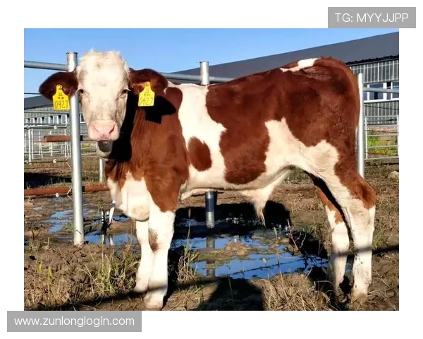 新手必看，详解尊龙凯时在线登录入口的每一步操作及注意事项